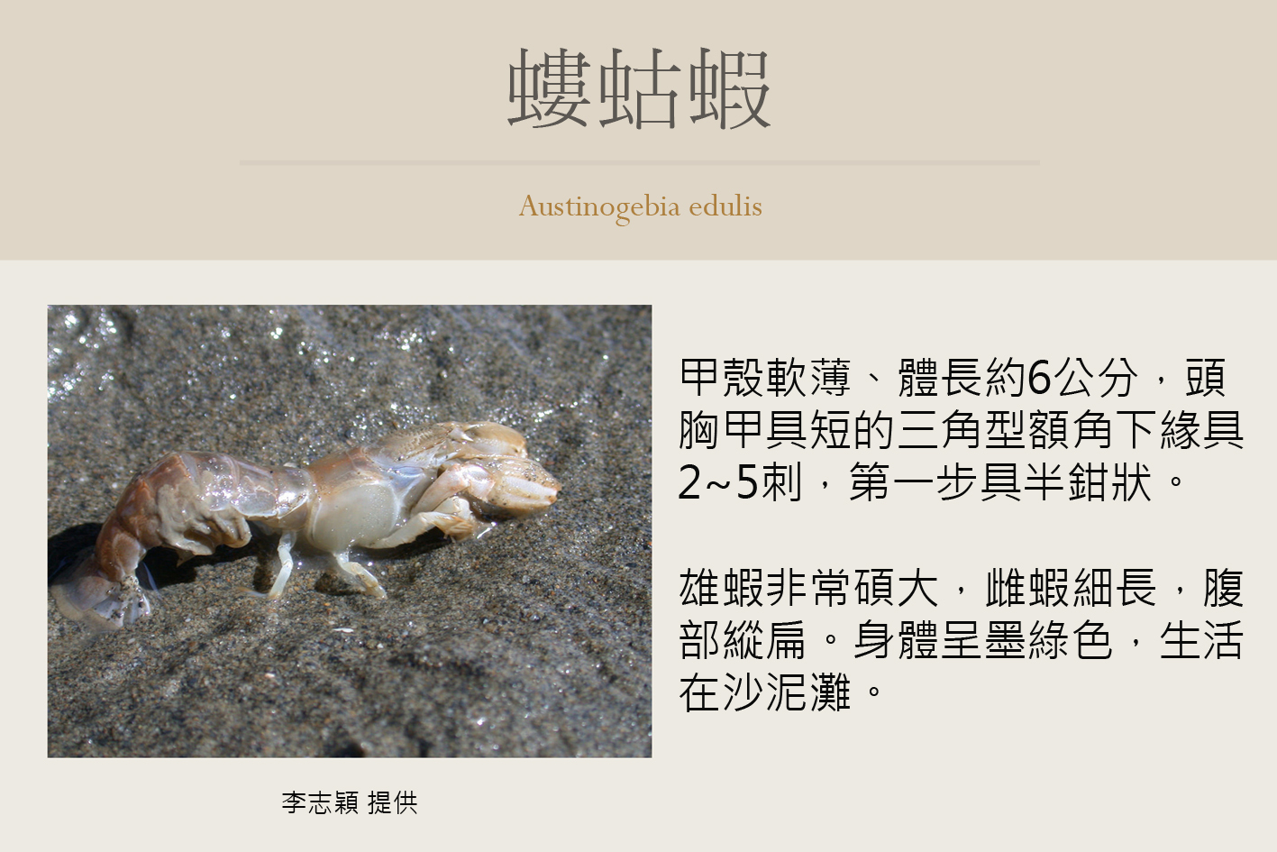 圖片說明
